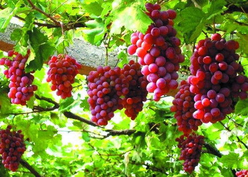 Turpan mùa nho chín đỏ trên giàn
