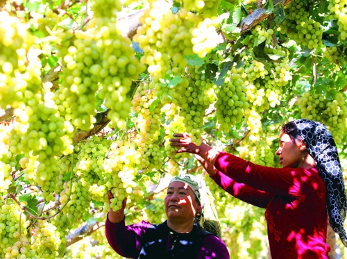 Turpan mùa nho chín đỏ trên giàn