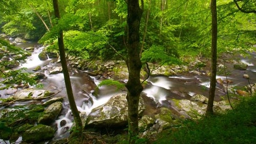 Vẻ đẹp hoang dại của dãy núi great smoky