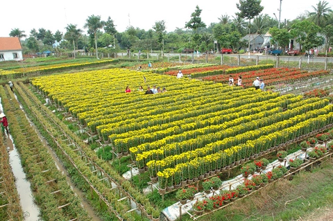 Về miền lục tỉnh rước tết