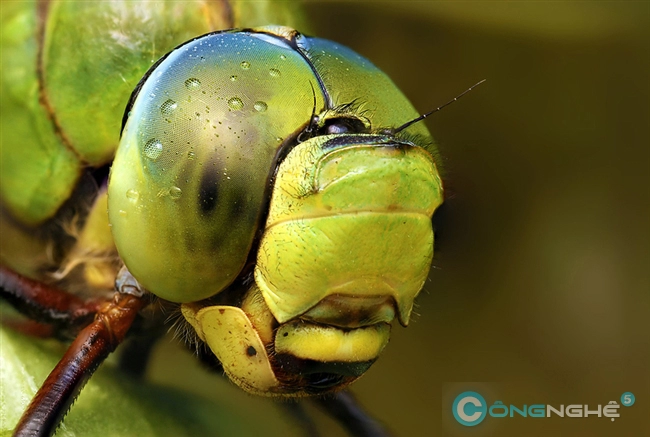 Chụp ảnh macro côn trùngthử thách cam go nhưng sướng