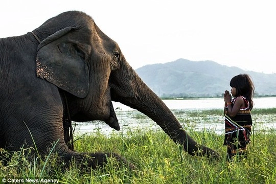 Bức ảnh cô bé việt nam kết thân với voi gây sốt ở châu âu