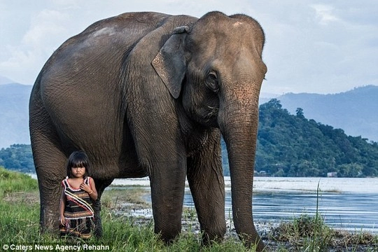 Bức ảnh cô bé việt nam kết thân với voi gây sốt ở châu âu