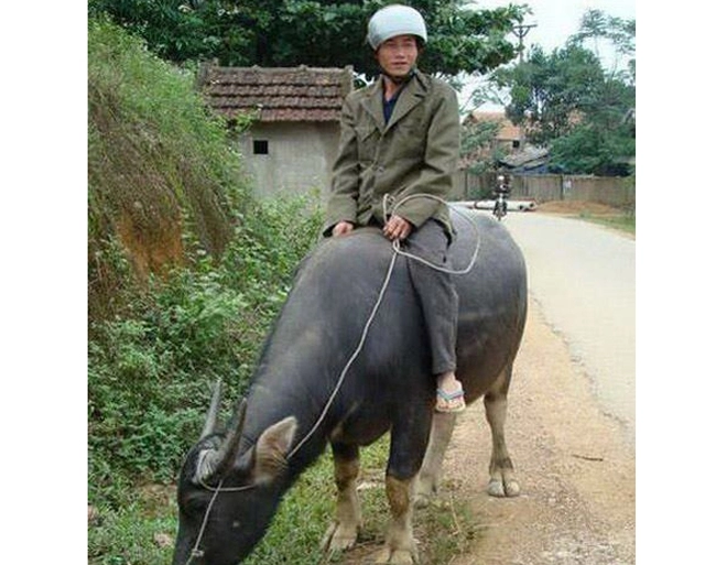Em đang ở đâu để anh phi trâu đến đón