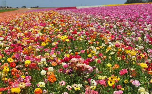 Những cánh đồng hoa đẹp nức lòng dân phượt