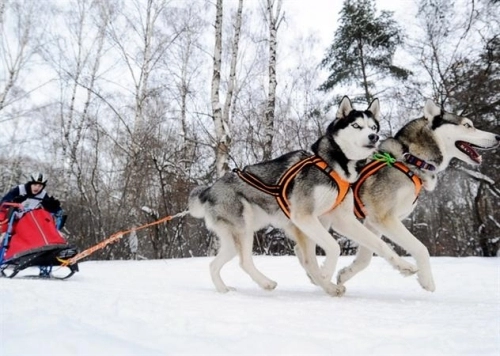 Thú vị hơn khi du lịch trượt tuyết bằng xe kéo chó