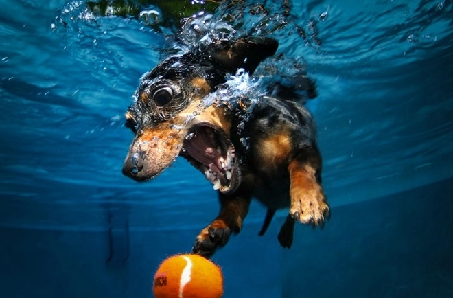 15 bức ảnh dưới nước có thể khiến bạn sững sờ