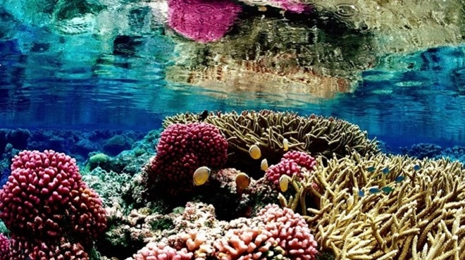 15 bức ảnh dưới nước có thể khiến bạn sững sờ