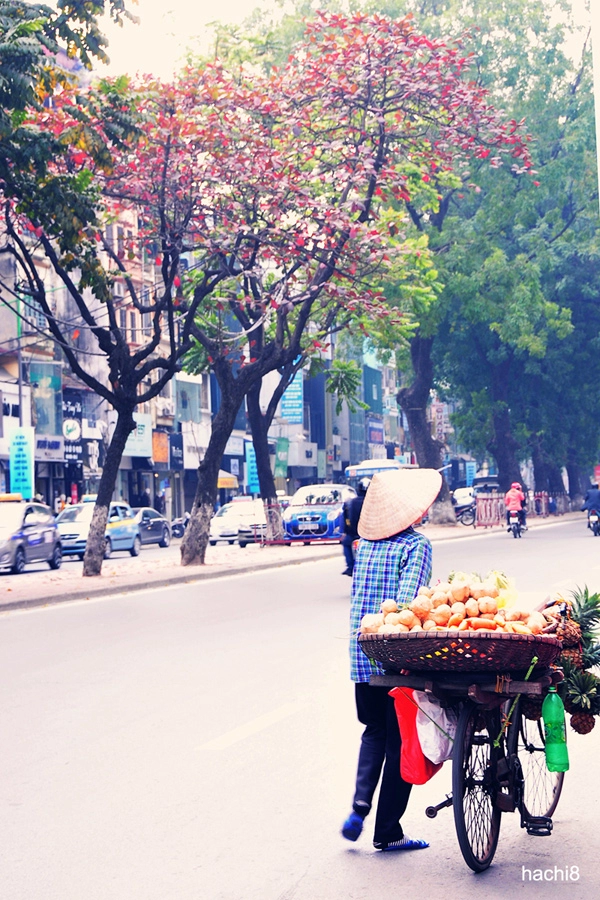 Hà nội rực rỡ mùa thay lá