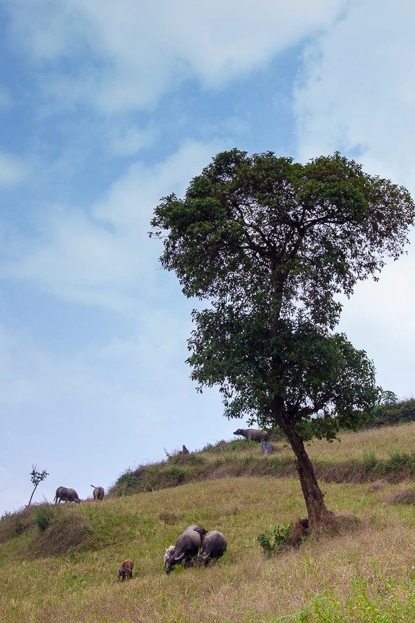 Lên hà giang vượt đèo khó bò qua xín mần