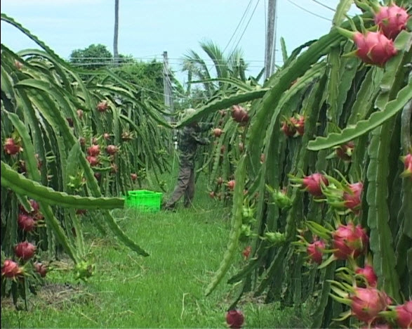 Mơn man tay lái với gió biển miền trung