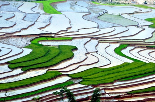 Ngắm mù cang chải quyến rũ mùa nước đổ