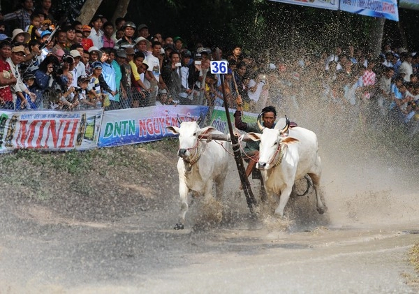 Những hình ảnh mới nhất về lễ hội đua bò 2014