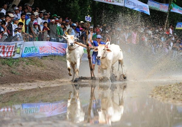 Những hình ảnh mới nhất về lễ hội đua bò 2014