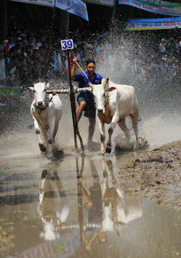 Những hình ảnh mới nhất về lễ hội đua bò 2014