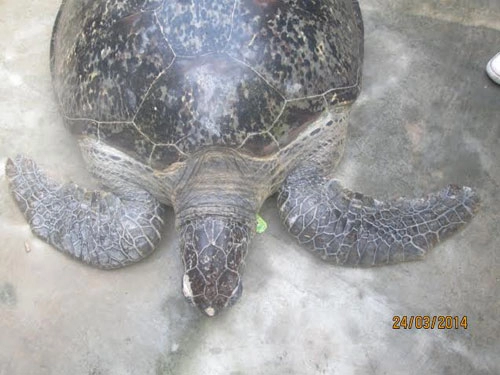 Thả rùa quý hiếm nặng gần 100kg về biển