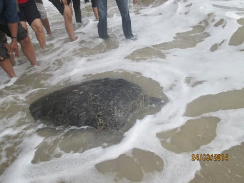 Thả rùa quý hiếm nặng gần 100kg về biển