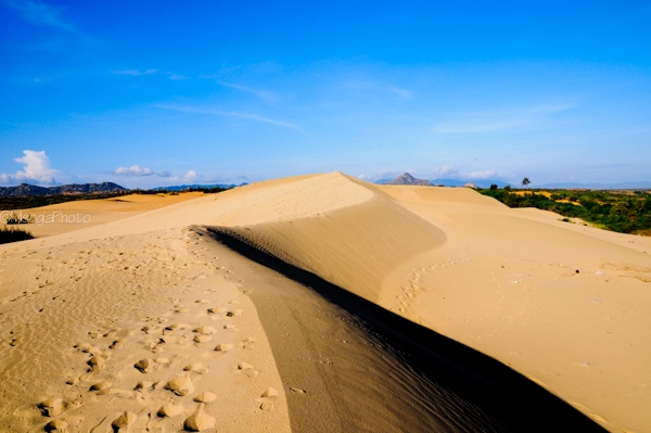 Thăm vườn nho ghé đồi cát của xứ sở phan rang