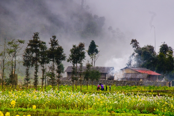 Thiên đường vàng ở phố cáo - hà giang