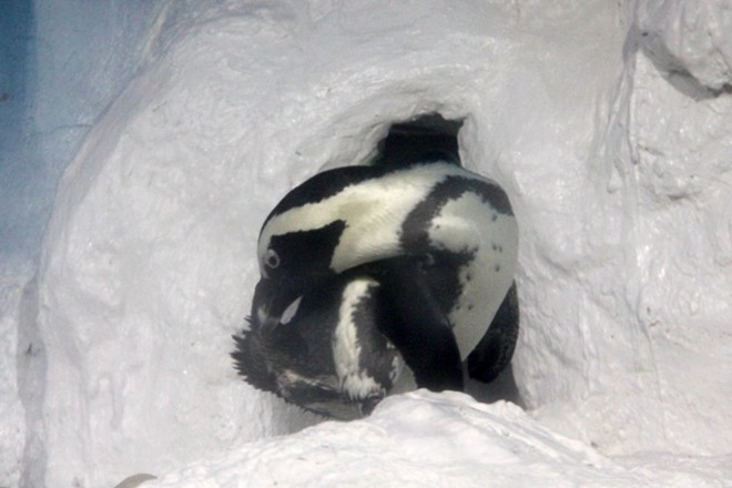 Thủy cung lớn nhất việt nam có chim cánh cụt