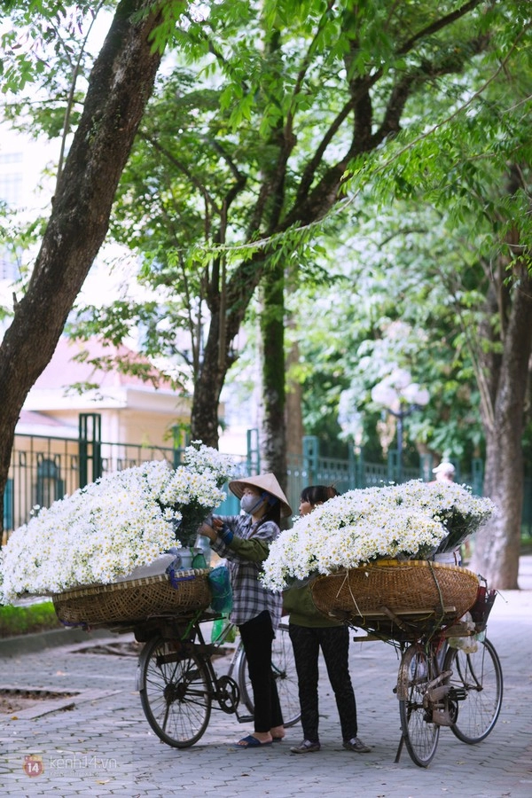 Chùm ảnh cúc họa mi bồng bềnh như mây về trên phố hà nội