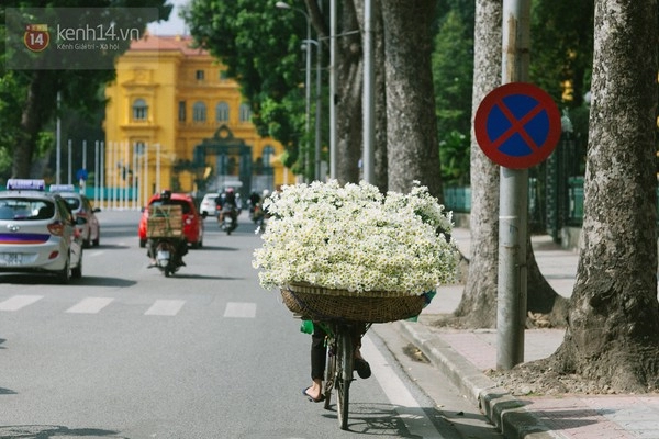 Chùm ảnh cúc họa mi bồng bềnh như mây về trên phố hà nội