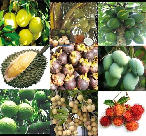 Ngao du miền tây và khám phá ẩm thực