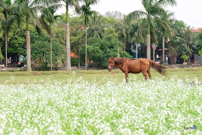 Bên sông đuống trong mùa hoa cải