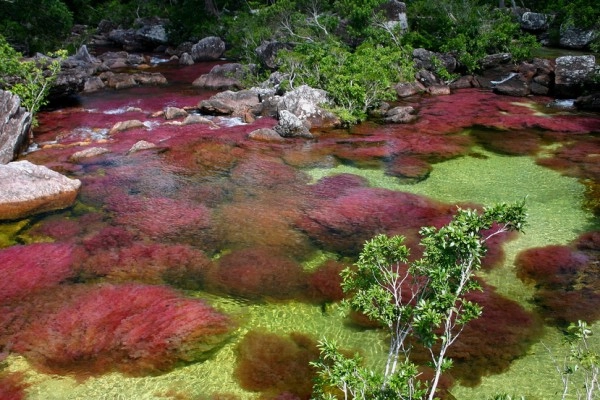 Chùm ảnh cano cristales dòng sông ngũ sắc ấn tượng nhất thế giới