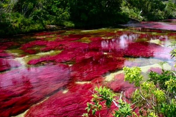 Chùm ảnh cano cristales dòng sông ngũ sắc ấn tượng nhất thế giới