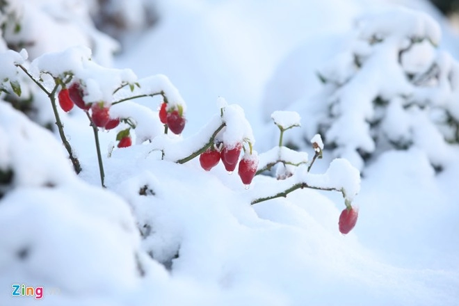 Hình ảnh sapa phủ đầy tuyết trắng đẹp nhất trong 50 năm qua