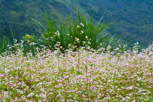 Kinh nghiệm đi phượt hà giang vào mùa tam giác mạch