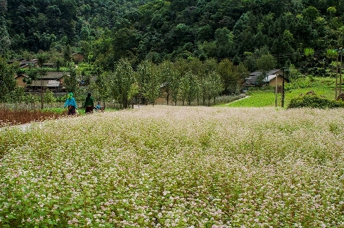 Kinh nghiệm đi phượt hà giang vào mùa tam giác mạch