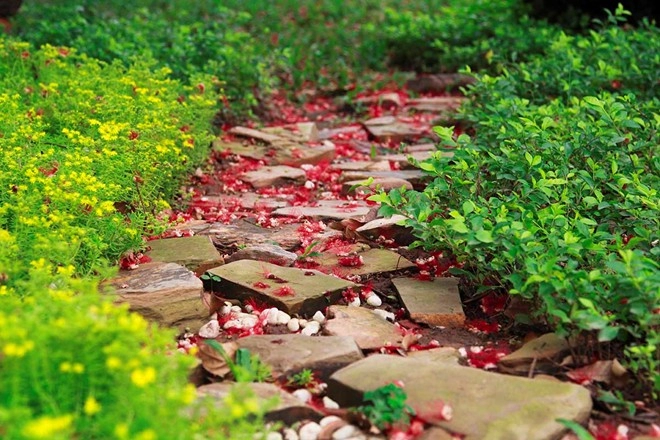 Lạc lối trên những con đường hoa tuyệt đẹp ở việt nam