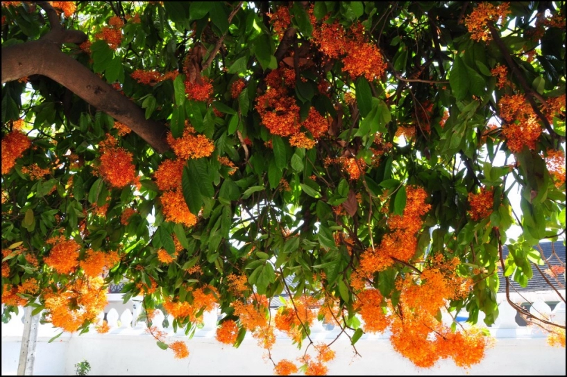 Luang prabang mùa hoa ashoka nở