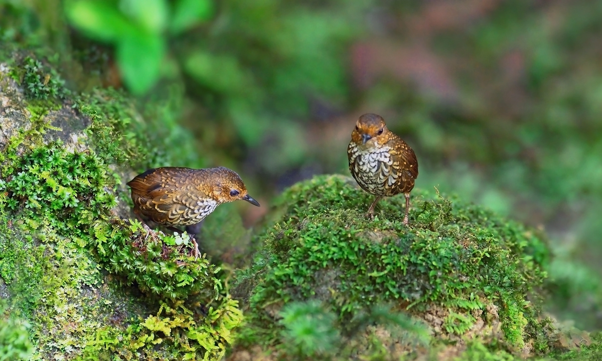 Những bức ảnh đẹp khó tưởng về các giống chim rừng việt nam