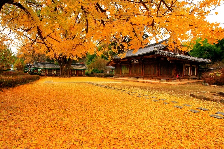 Phóng sự ảnh đẹp mê hồn mùa thu vàng xứ hàn quốc