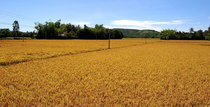 Vẻ đẹp hoang sơ và yên bình của vùng đất phú yên