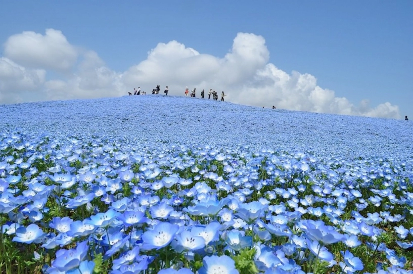 Vẻ đẹp mê hoặc của cánh đồng hoa nemophila ở nhật