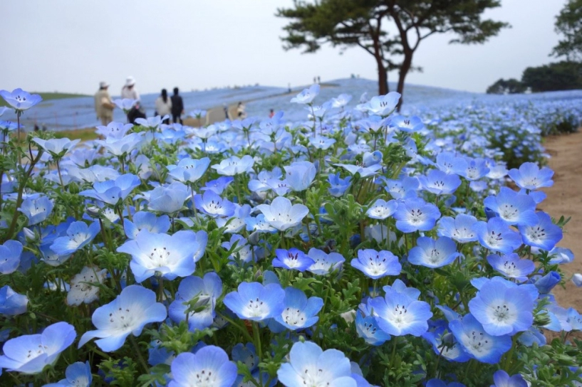 Vẻ đẹp mê hoặc của cánh đồng hoa nemophila ở nhật