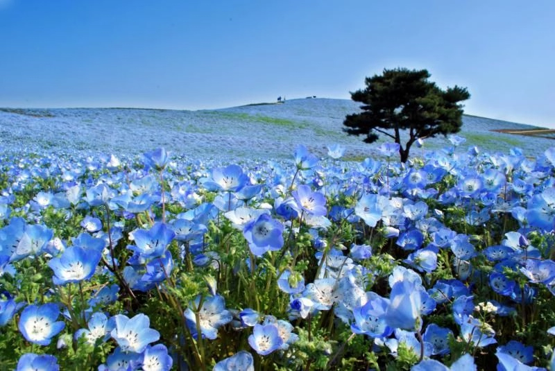 Vẻ đẹp mê hoặc của cánh đồng hoa nemophila ở nhật