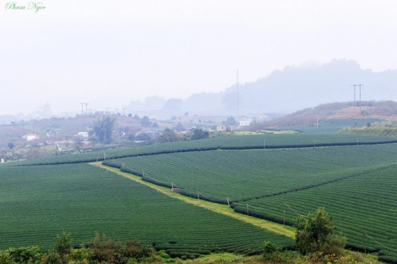 Xanh mướt cao nguyên mộc châu