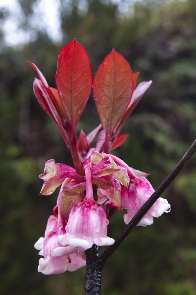 Hoa đào chuông loài hoa ngân giai điệu mùa xuân