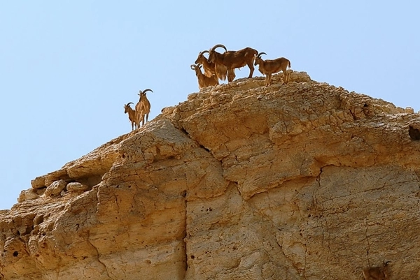 Năm con dê đến thăm những vùng đất có dê và cừu
