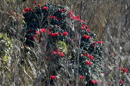 10 mùa săn hoa hấp dẫn nhất ở việt nam