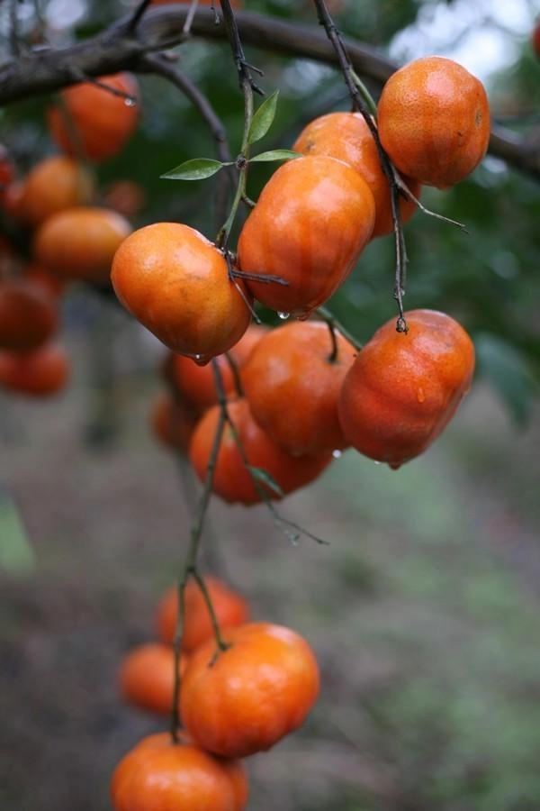 6 loại cam ngon nổi tiếng ở việt nam