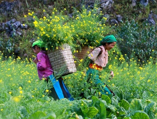 Cao nguyên đá đồng văn sẽ thành khu du lịch quốc gia