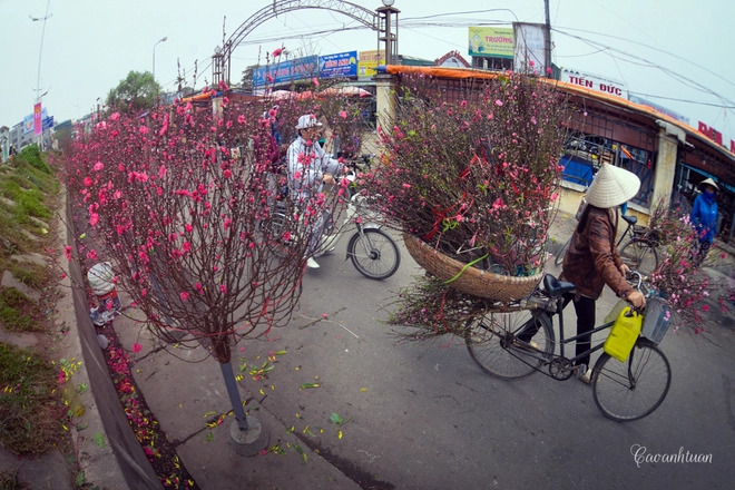 Chợ hoa đào quảng bá nhộn nhịp ngày giáp tết