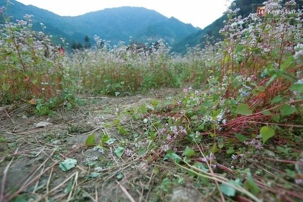 Cô gái hà giang viết tâm thư hỏi dân phượt đang làm gì với quê hương tớ vậy