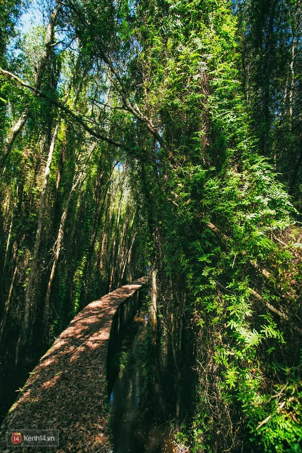 Độc đáo con đường dài 5km xuyên rừng tràm ở long an